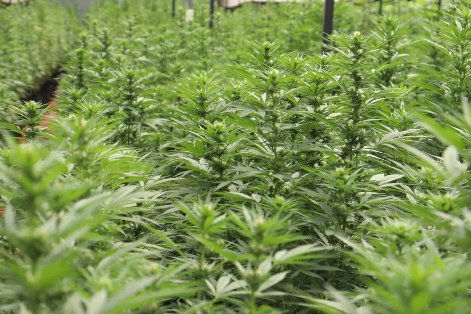 guia-muito-b-sico-de-cultivo-de-cannabis-organo-lab-blog