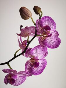 adubo orgânico para orquídeas