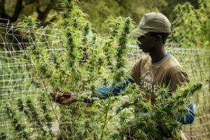 man picking plants