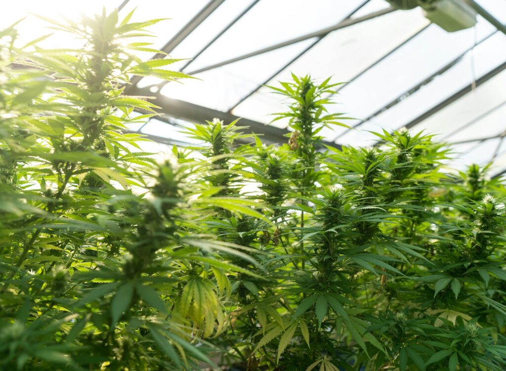 green leaf plants inside greenhouse